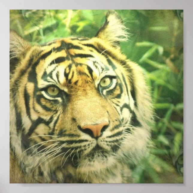 Siberian Tiger Poster Print (Front)