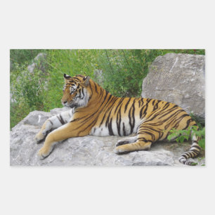 Siberian Tiger Relaxing on a Rock Sticker