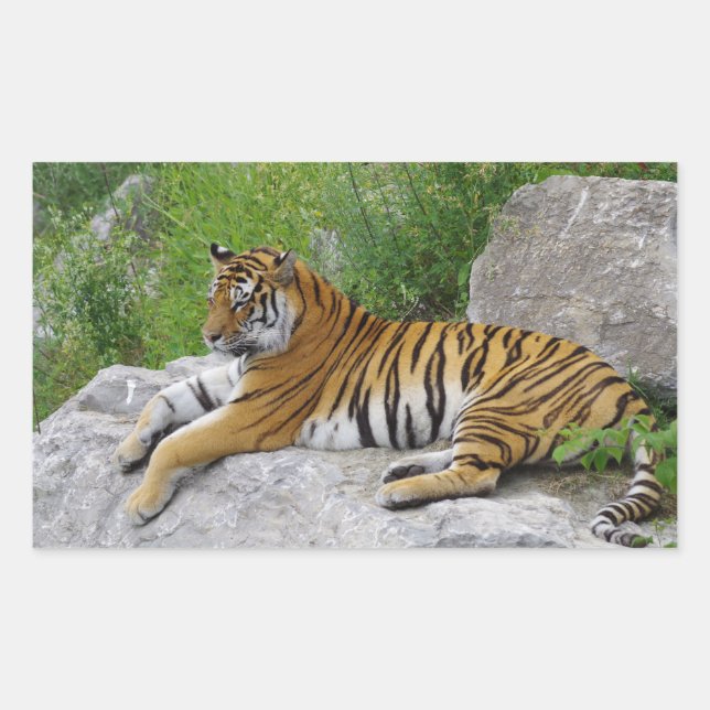 Siberian Tiger Relaxing on a Rock Sticker (Front)
