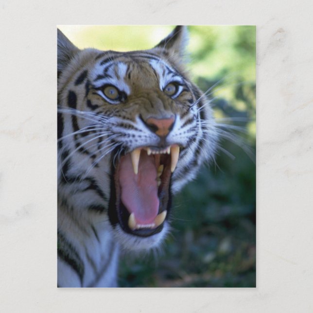 Siberian tiger roaring postcard (Front)