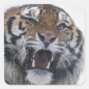 Siberian Tiger Snarling Square Sticker