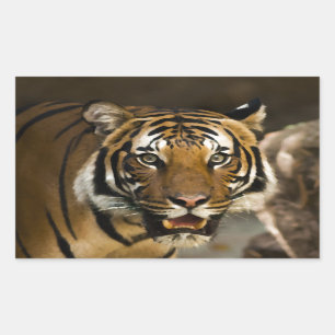 Siberian Tiger Sticker