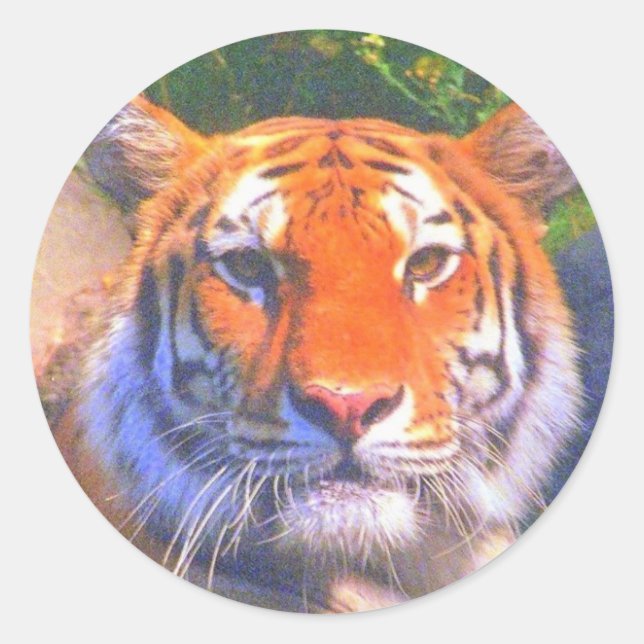 Siberian Tiger Stickers (Front)