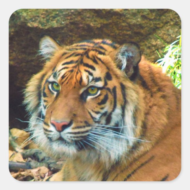 Siberian Tiger Stickers (Front)