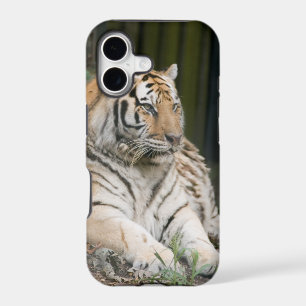Siberian Tiger Tigress