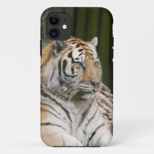 Siberian Tiger Tigress Case-Mate iPhone Case