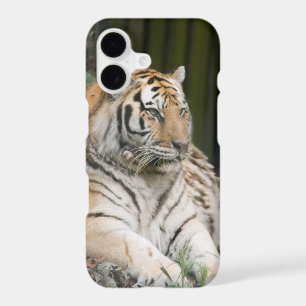 Siberian Tiger Tigress Case-Mate iPhone Case