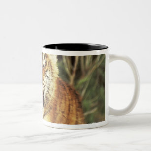 Siberian Tiger Two-Tone Coffee Mug