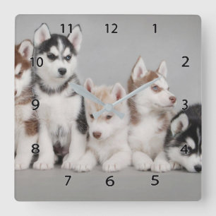 Sibérie Huskies Carré Horloge murale