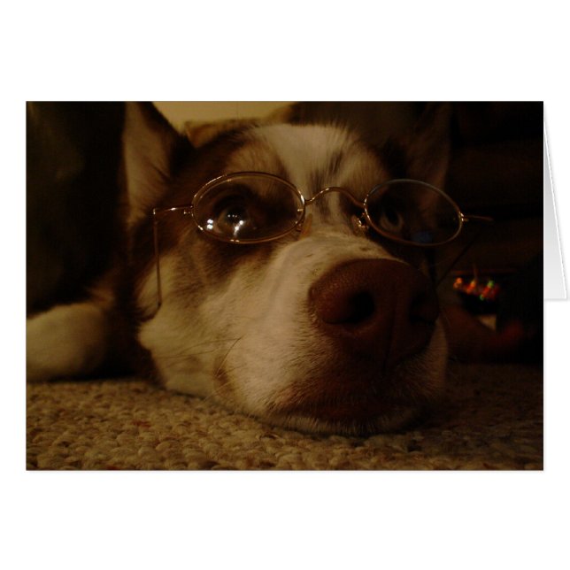 Sibérie Husky (5) (Devant horizontal)