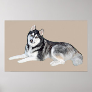 Sibérie Husky Belle impression