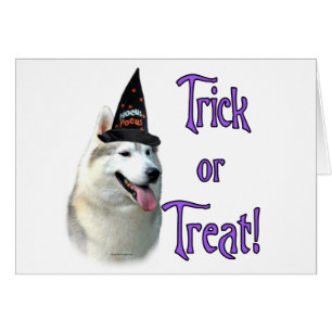 Sibérie Husky Trick