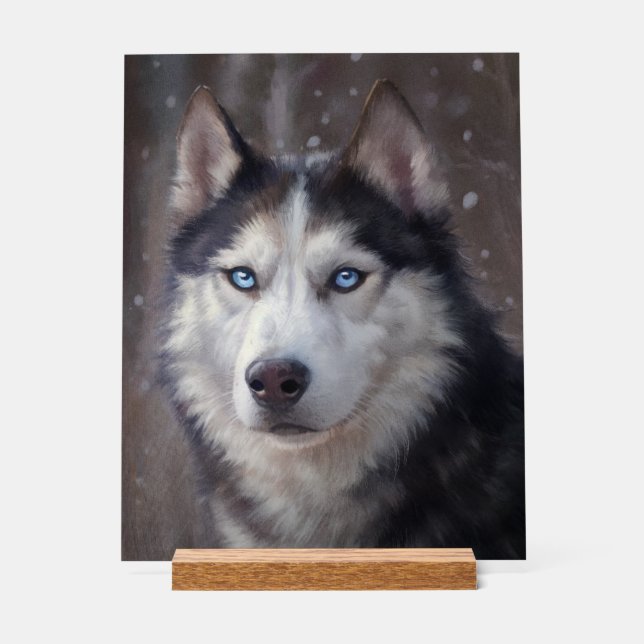 Sibérien Husky (Recto)