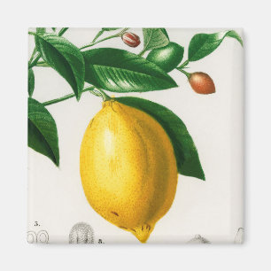 Sicilian lemon magnet