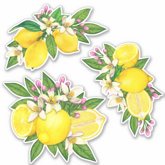 Sicilienne Sticker Floral Citrus Citrus Méditerran (Devant)