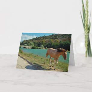 Sicily horse card