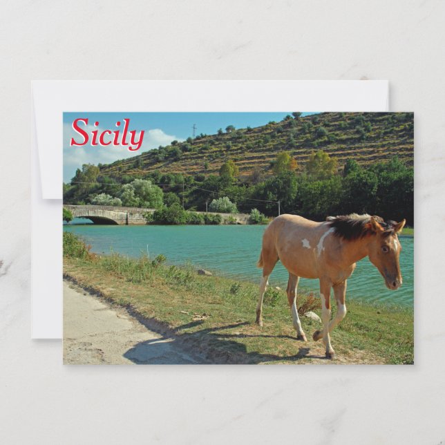 Sicily horse greeting card (Front)