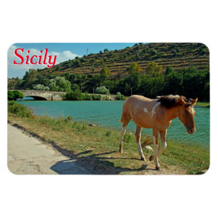 Sicily horse magnet