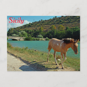 Sicily horse postcard