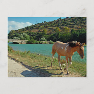 Sicily horse postcard