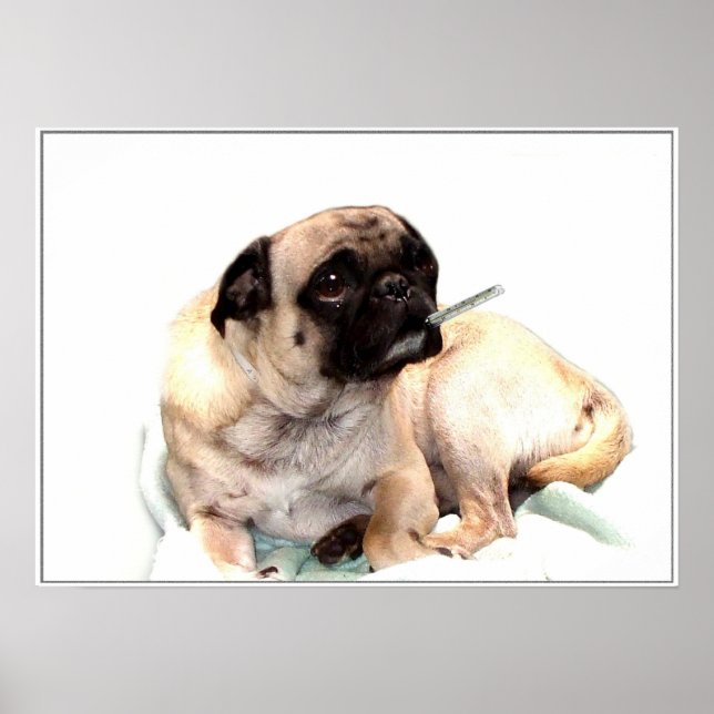 Sick pug with a thermometer poster (Front)