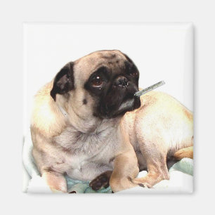 Sick pug with thermometer magnet square