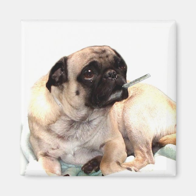 Sick pug with thermometer magnet square (Front)