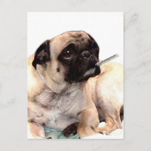 Sick pug with thermometer postcard