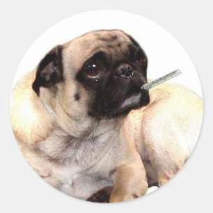 Sick pug with thermometer stickers