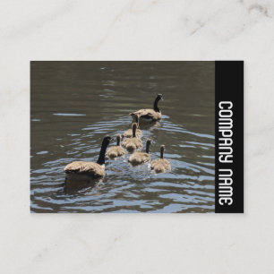 Side Band - Canada Geese with Goslings Business Card