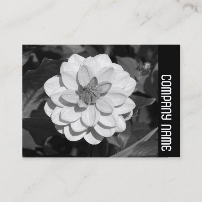 Side Band - Dahlia 'David Howard' Business Card (Front)