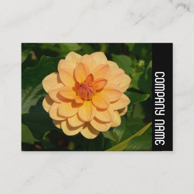Side Band - Dahlia 'David Howard' Business Card (Front)