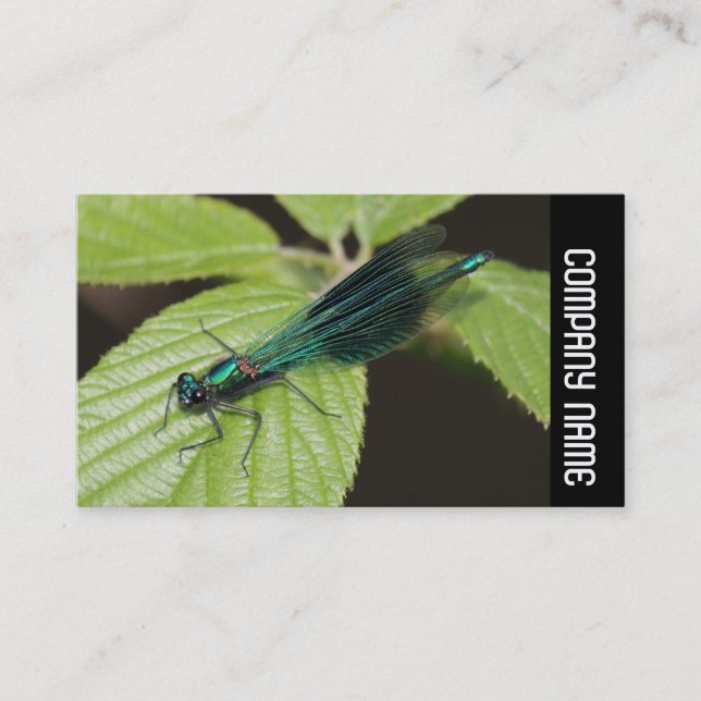 Side Band -  Dragonfly Business Card (Front)