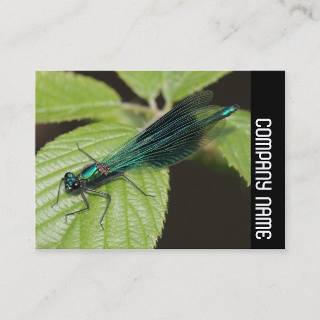 Side Band - Dragonfly Business Card (Front)