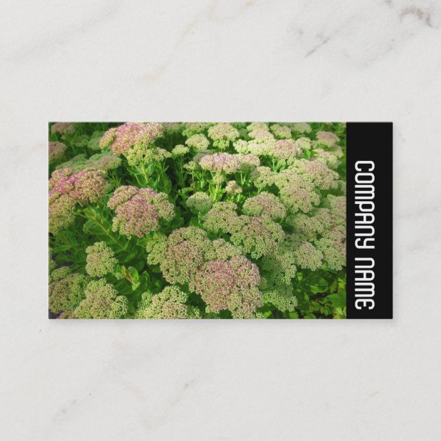 Side Band - Sedum "Autumn Joy" Business Card (Front)