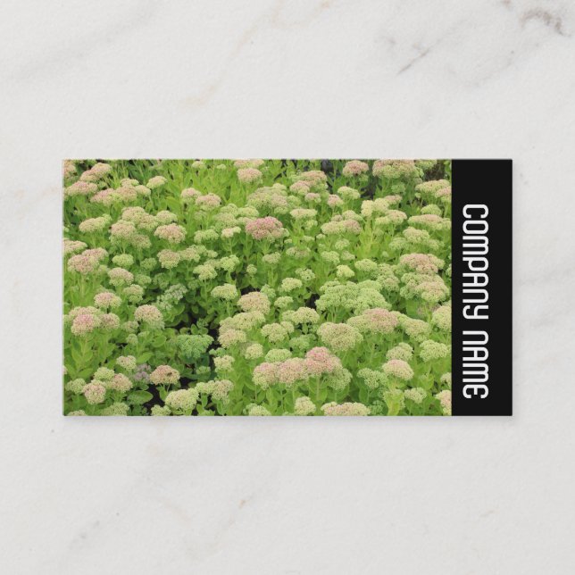 Side Band -  Sedum (Autumn Joy) Business Card (Front)