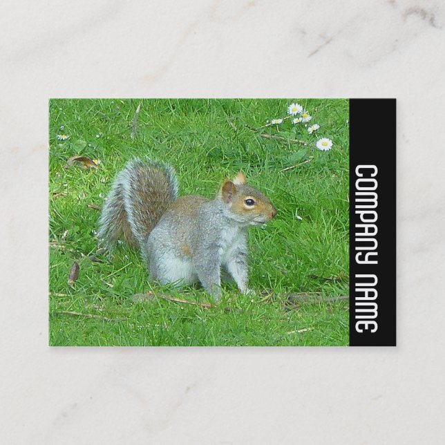 Side Band - Squirrel Business Card (Front)