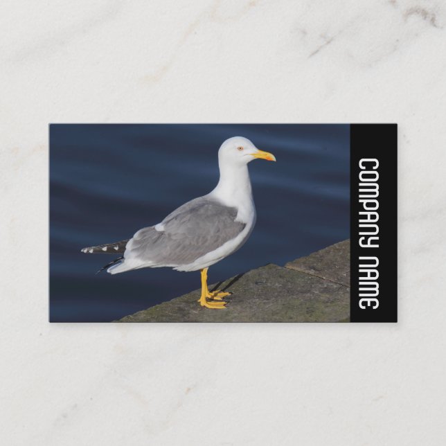 Side Band -  Yellow-Legged Gull Business Card (Front)
