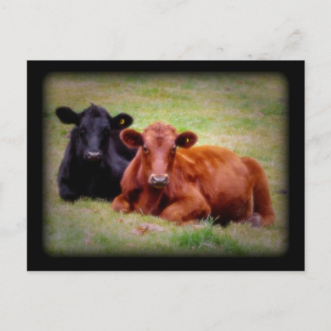 Side by Side Angus Cattle Photograph Postcard (Front)