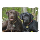 Side By Side Labrador Retriever Dogs Outside