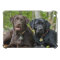 Side By Side Labrador Retriever Dogs Outside