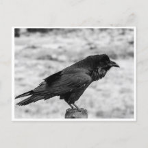 Side view of a Bird, Common Raven in Black & White