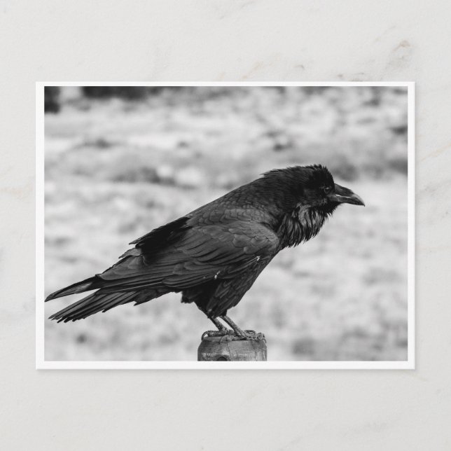 Side view of a Bird, Common Raven in Black & White Postcard (Front)