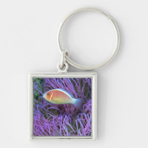 Side view of a pink anemone fish, Okinawa, Japan 2 Keychain