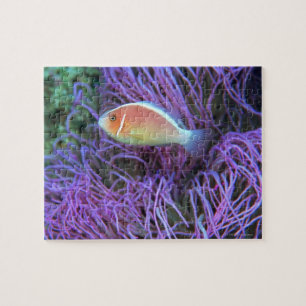 Side view of a pink anemone fish, Okinawa, Japan Jigsaw Puzzle