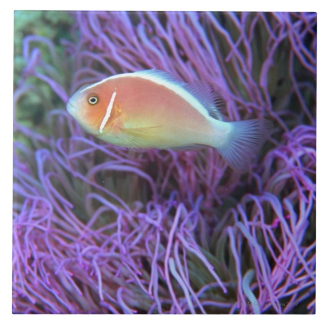 Side view of a pink anemone fish, Okinawa, Japan Tile (Front)