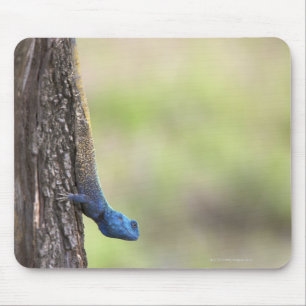 Side view of a Tree Agama (Acanthocerus Mouse Pad