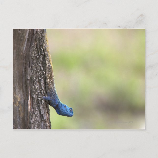 Side view of a Tree Agama (Acanthocerus Postcard (Front)