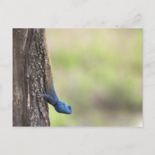 Side view of a Tree Agama (Acanthocerus Postcard
