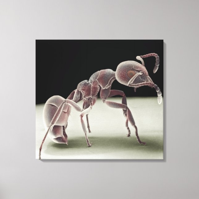 Side view of an ant canvas print (Front)